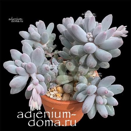 Pachyphytum CAESIUM (Пахифитум)