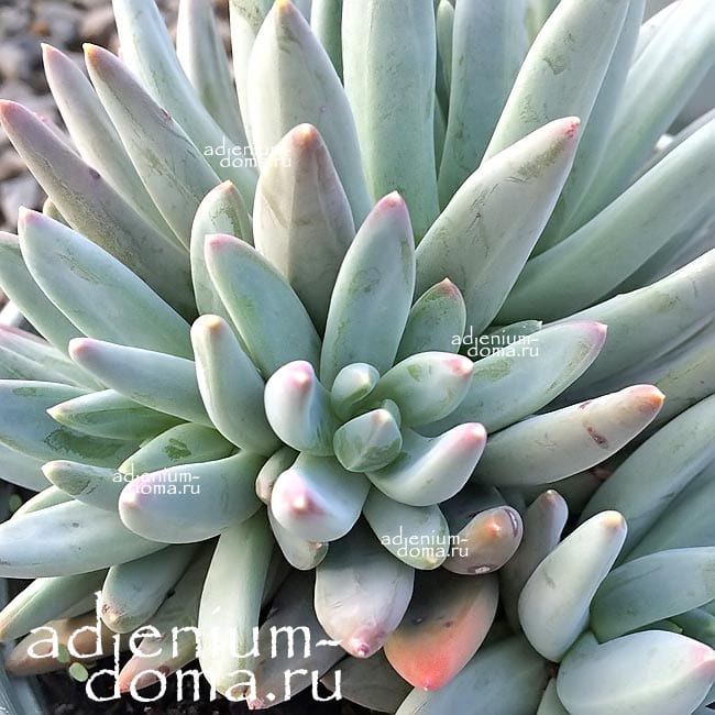 Pachyphytum HOOKERI Пахифитум Хукера 2