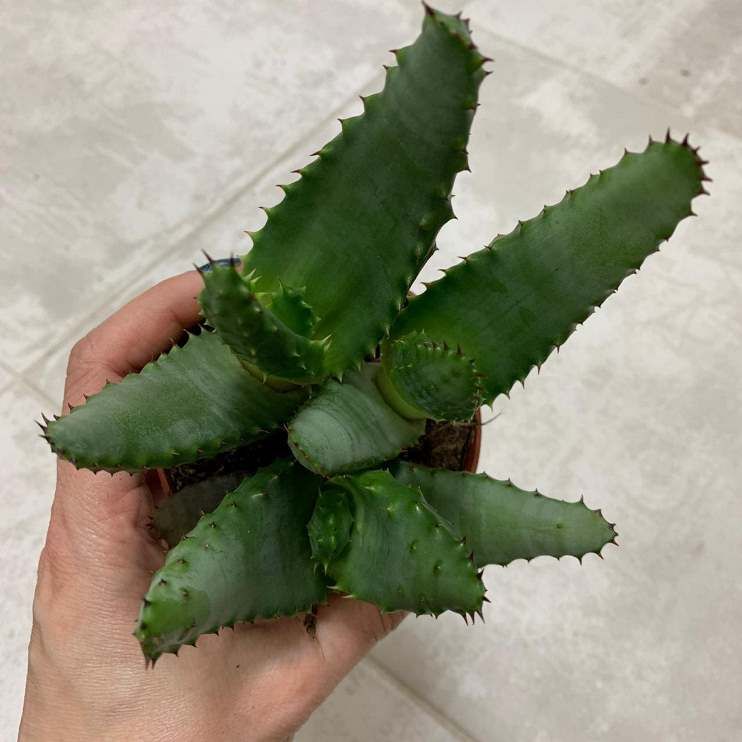 Растение Aloe REITZII Алоэ Рейтса 3