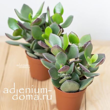 Растение ⌀ 5 Crassula PORTULACEA 'MINOVA MAGIC' (Ovata, Крассула