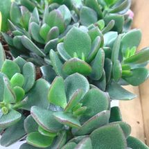 Растение ⌀ 5 Crassula PORTULACEA 'MINOVA MAGIC' (Ovata, Крассула
