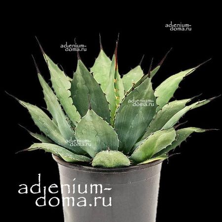 アガベ Agave parryi 'Giant Grantkids' 197 Agave parryi Giant Grant