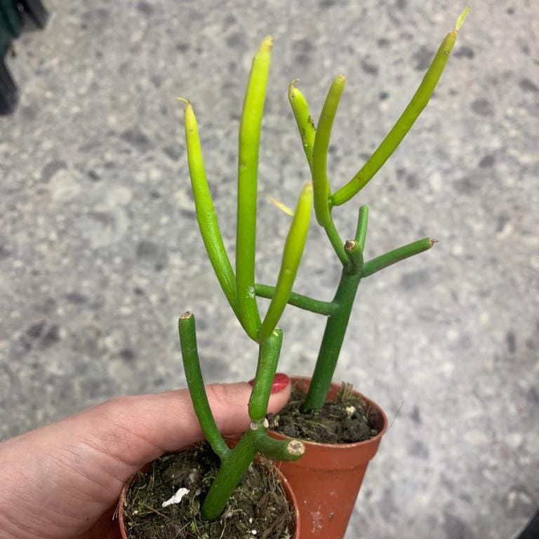 Растение Euphorbia TIRUCALLI Молочай Тирукалли Эуфорбия 2