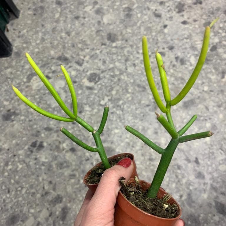 Растение Euphorbia TIRUCALLI Молочай Тирукалли Эуфорбия 3