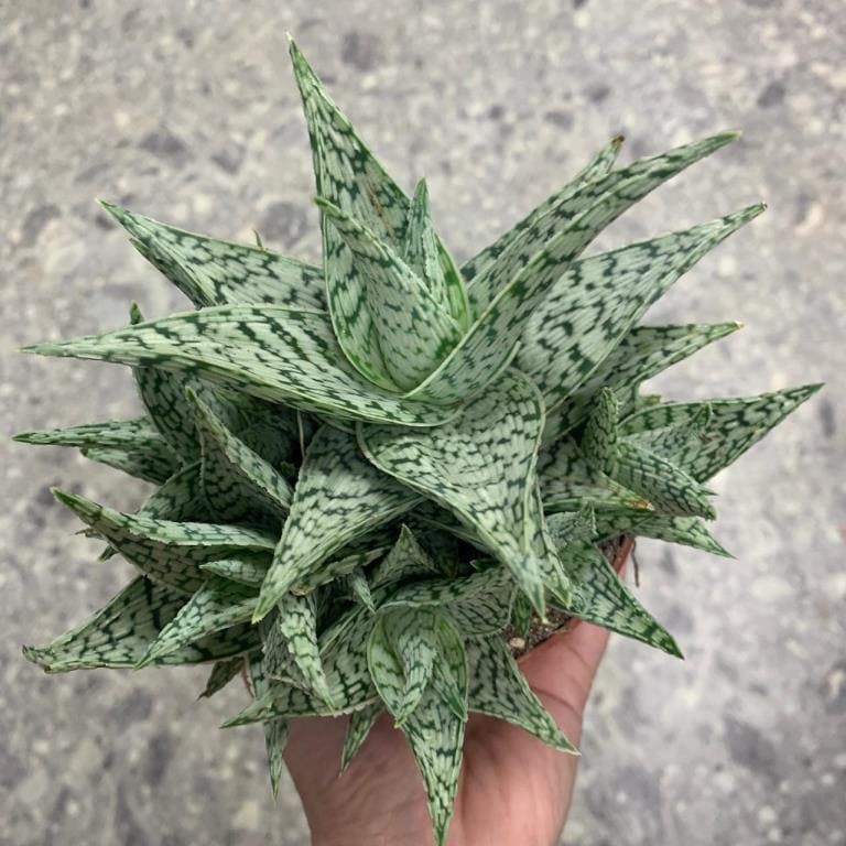 Растение Aloe TRIBAL variegata Алоэ 3