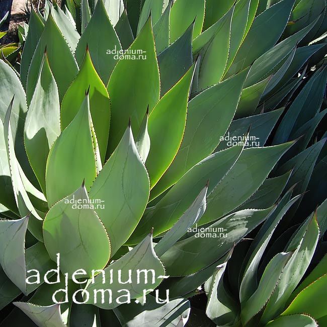 Agave OBSCURA Агава 2