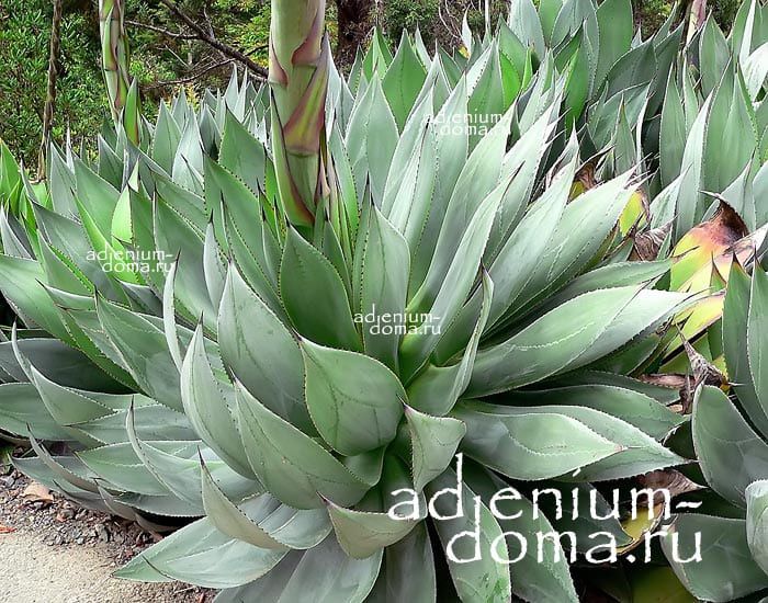Agave OBSCURA Агава 3