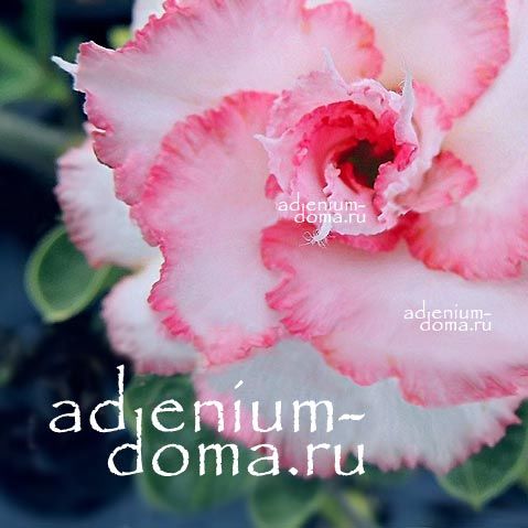 Adenium Obesum Triple Flower FAIR LADY