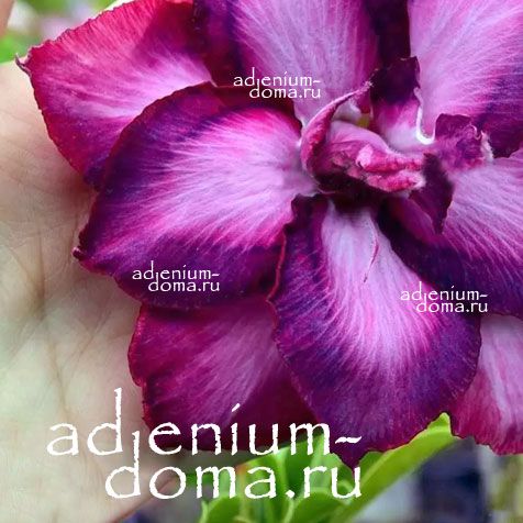 Adenium Obesum Double Flower FREYA