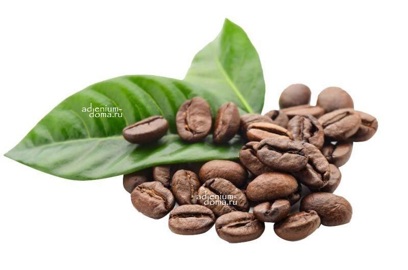 Coffea ARABICA HIMALAYA Кофе аравийский сорт Гималаи Арабика сорт Гималаи 3