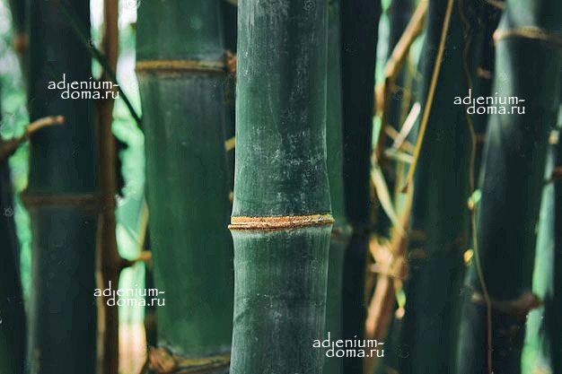 Dendrocalamus SERICEUS Бамбук шелковистый Дендрокаламус шелковистый Giant Bamboo 3