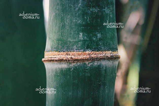Dendrocalamus SERICEUS Бамбук шелковистый Дендрокаламус шелковистый Giant Bamboo 2