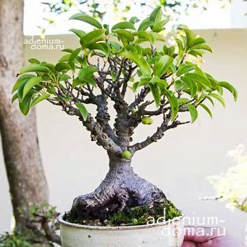 Ficus TREMULA Фикус Тремула 1
