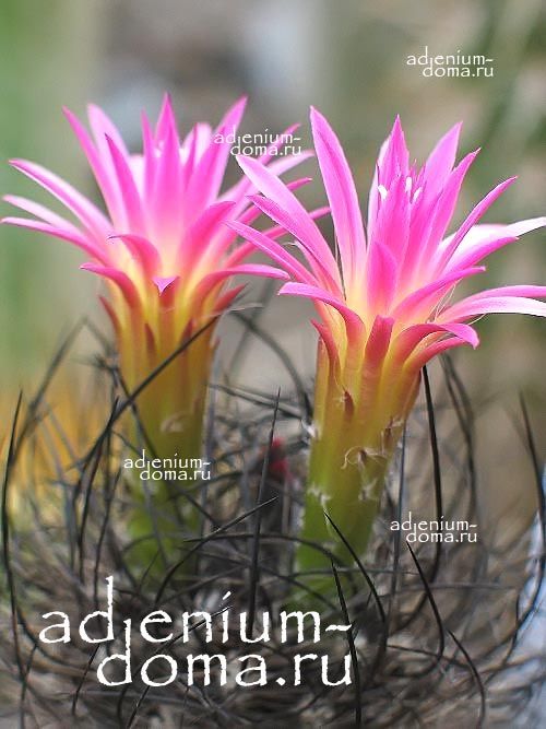 Neoporteria MULTICOLOR NIGRISPINA Неопортерия многоцветная 3