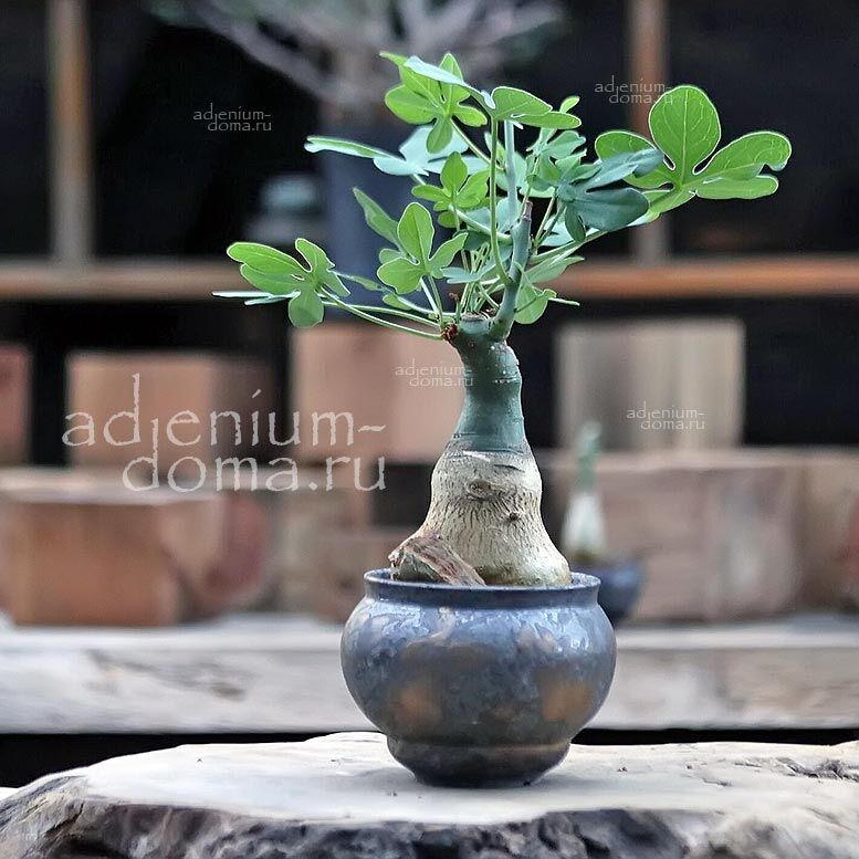 Adenia GLAUCA Адения сизая Глаука 4