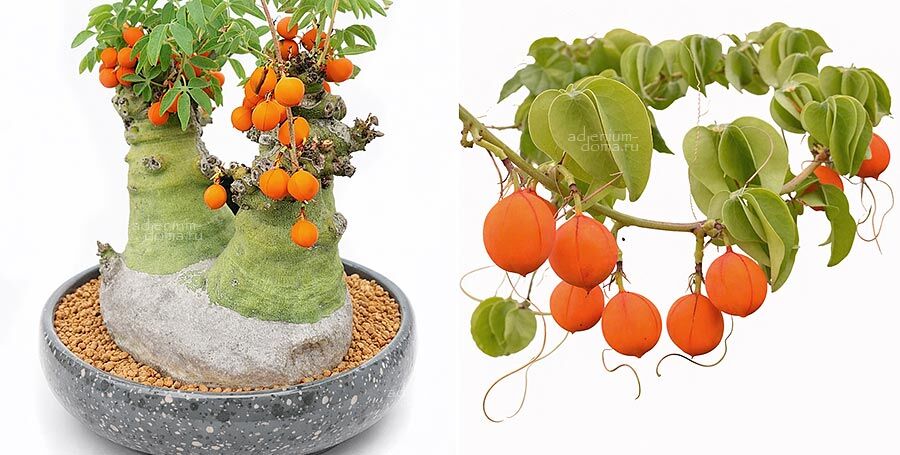 Adenia GLAUCA Адения сизая Глаука 1