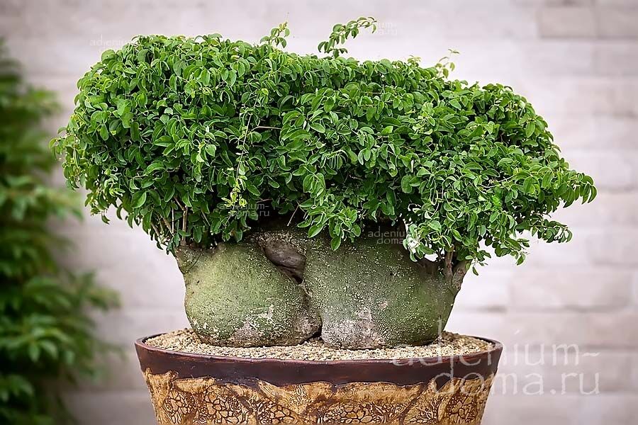 Adenia GLAUCA Адения сизая Глаука 2