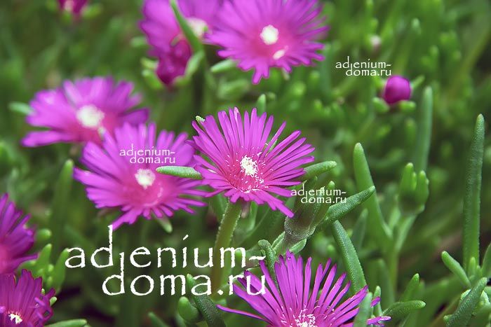 Delosperma COOPERI Делосперма Купера 1