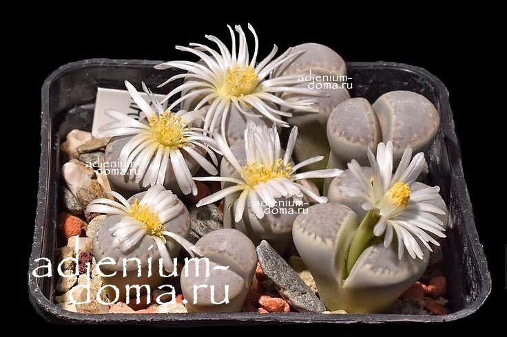 Lithops AMICORUM C410 Литопс дружный 3