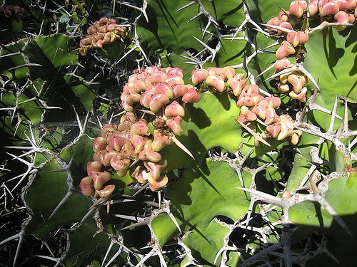 Euphorbia GRANDICORNIS Молочай крупнорогий Эуфорбия 3