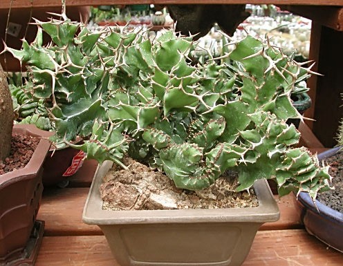 Euphorbia GRANDICORNIS Молочай крупнорогий Эуфорбия 1