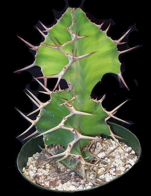 Euphorbia GRANDICORNIS Молочай крупнорогий Эуфорбия 2