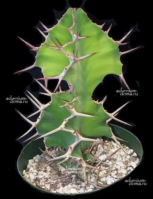 Euphorbia GRANDICORNIS Молочай крупнорогий Эуфорбия 1