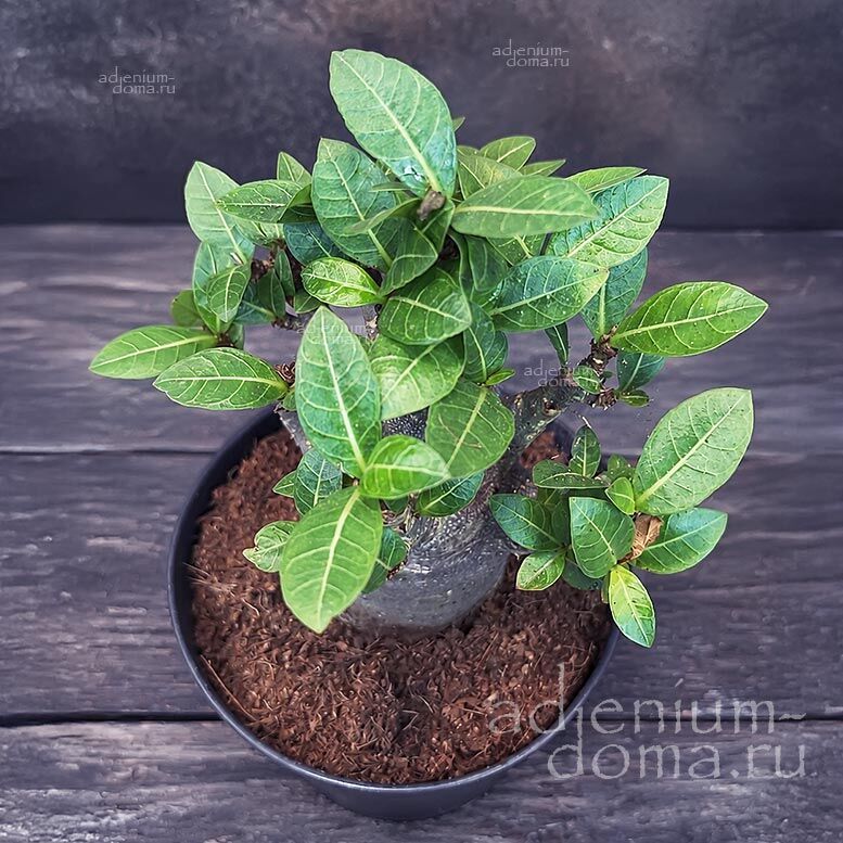 Adenium ARABICUM MIX Адениум арабский 1