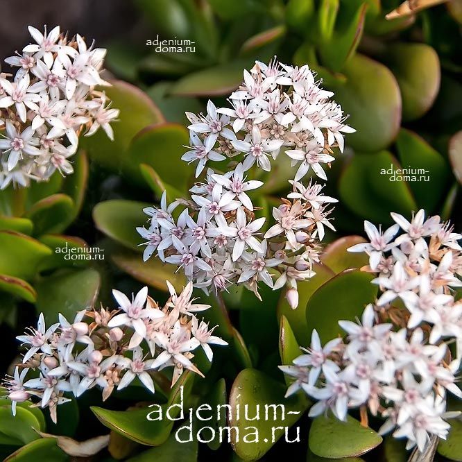 Crassula PORTULACEA Крассула портулаковая Crassula OVATA Толстянка яйцевидная Денежное дерево 3