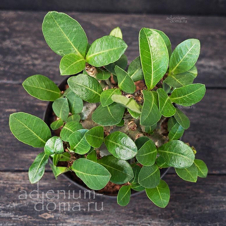 Adenium ARABICUM MIX Адениум арабский 1