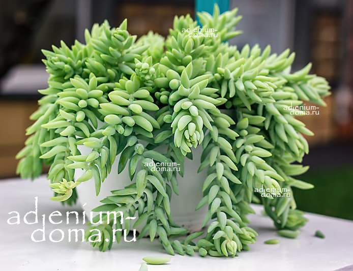 Растение Sedum MORGANIANUM Седум Моргана Очиток 3