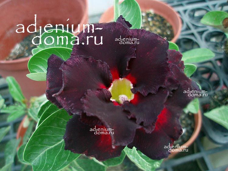 Adenium Obesum Double Flower DARK KNIGHT
