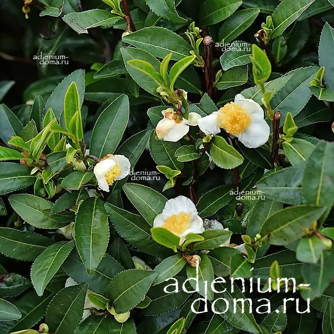 Camellia SINENSIS Камелия чайная Tea Plant Китайская Камелия Чайный куст Чайное дерево 3