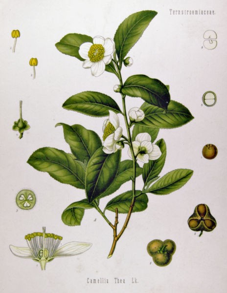 Camellia SINENSIS Камелия чайная Tea Plant Китайская Камелия Чайный куст Чайное дерево 3