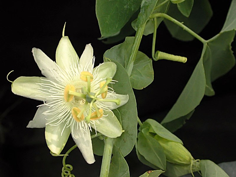 Passiflora SUBPELTATA Пассифлора субпелтата 2