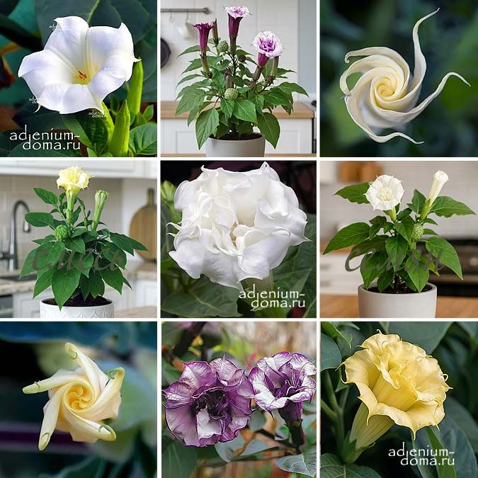 Datura MIX Дурман смесь гарантированно содержит 3 разных сорта 1