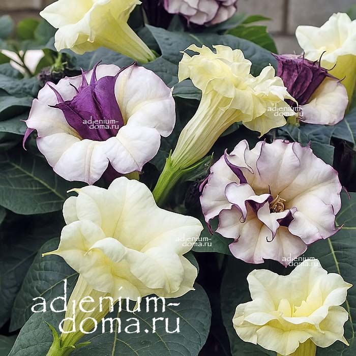Datura MIX Дурман смесь гарантированно содержит 3 разных сорта 2