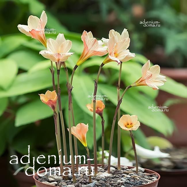 Zephyranthes TUBISPATHA Зефирантес трубчатый Выскочка Дождевая лилия Habranthus TUBISPATHUS 3