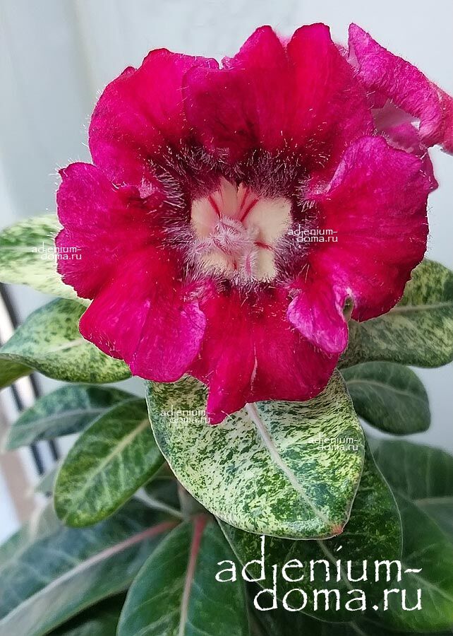 Adenium Obesum Variegated SUPER YELLOW LEAF