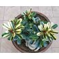 Adenium Obesum Variegated SUPER YELLOW MAPLE LEAF 4