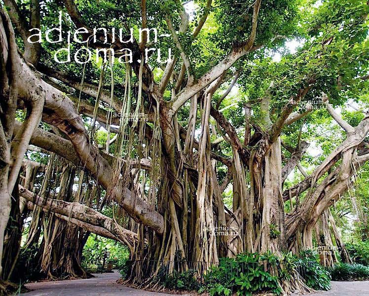 Ficus BENGHALENSIS Фикус Бенгальский Баньян Бенгальский Индийский рис 2