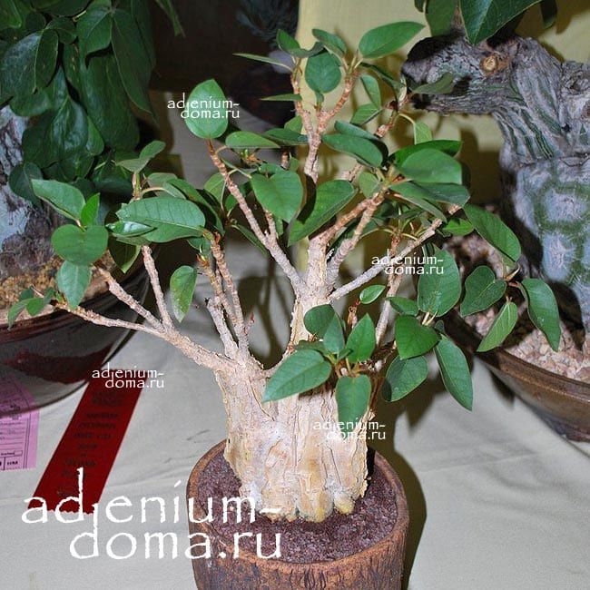 Растение Ficus BRANDEGEEI Фикус Брандегия 3