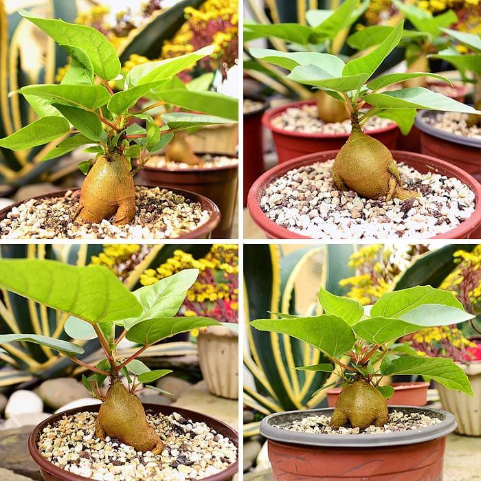 Растение Ficus PALMERI Фикус Пальмера 2