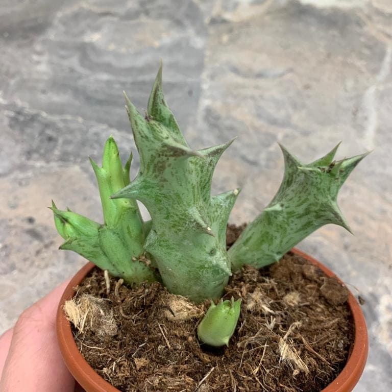 Растение Orbea DECAISNEANA Орбея Декайснеана 2