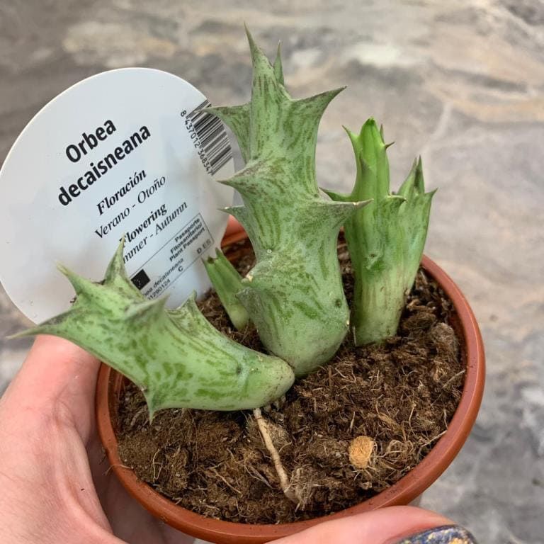 Растение Orbea DECAISNEANA Орбея Декайснеана 3