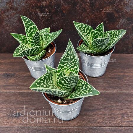 Растение Gastrolea AVEO (Gasteraloe, Gastroaloe, Гастролея)