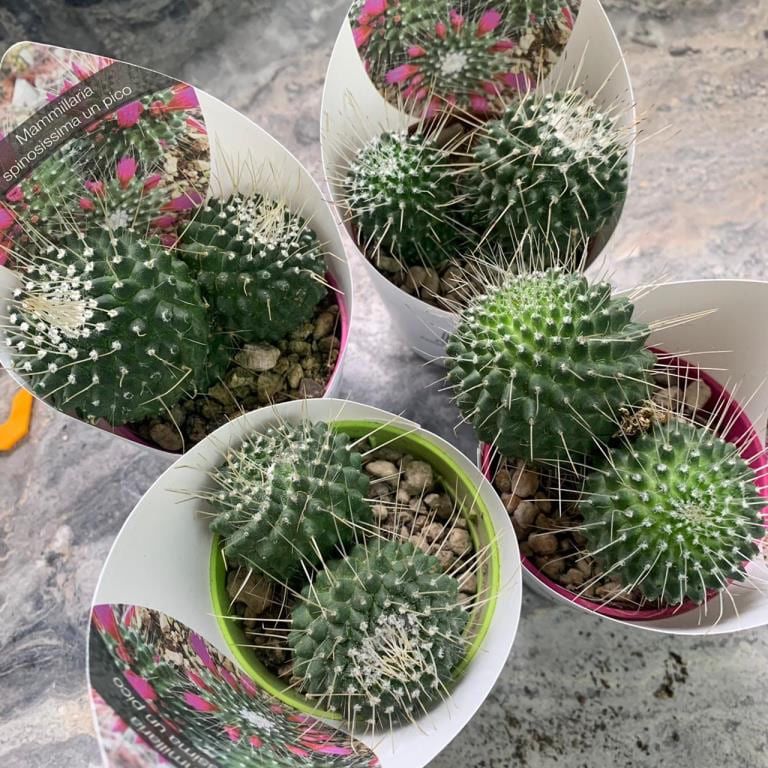 Растение Mammillaria SPINOSISSIMA UN PICO Маммиллярия колючейшая 3