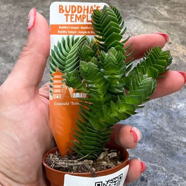 Растение Crassula BUDDHAS TEMPLE Крассула Храм Будды Толстянка 2