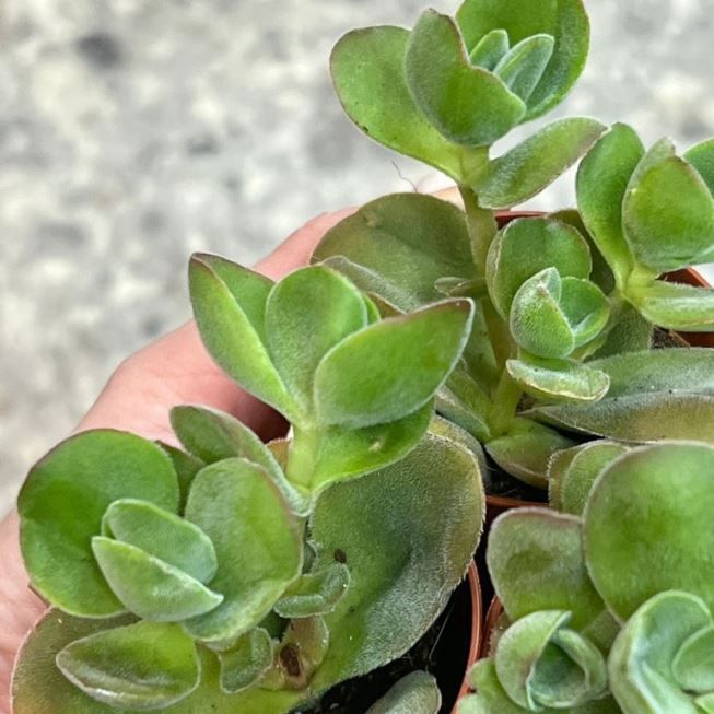 Растение Crassula SWAZIENSIS hybrid Крассула Cвази гибридная Толстянка 2