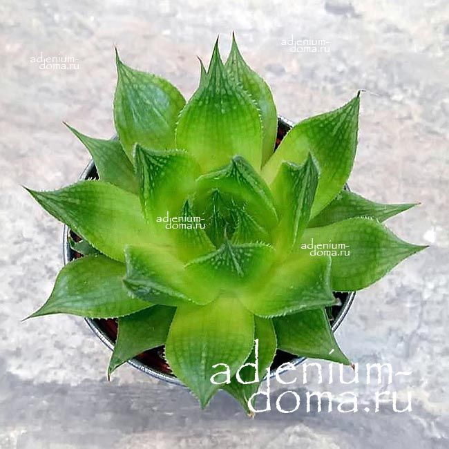 Растение Haworthia CYMBIFORMIS hybrid Хавортия ладьевидная гибридная 2